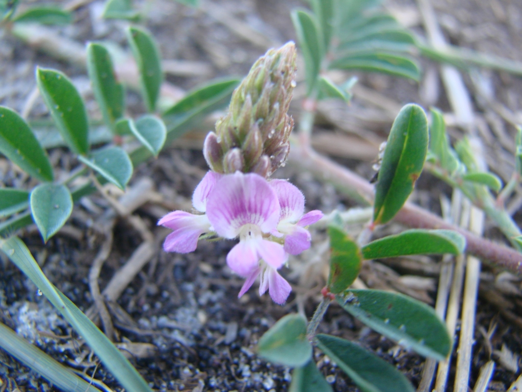 Indigofera microcarpa image