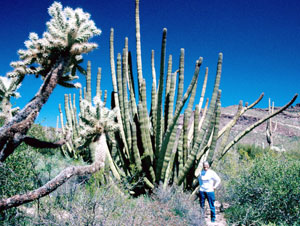 Organ Pipe cactus in Arizona