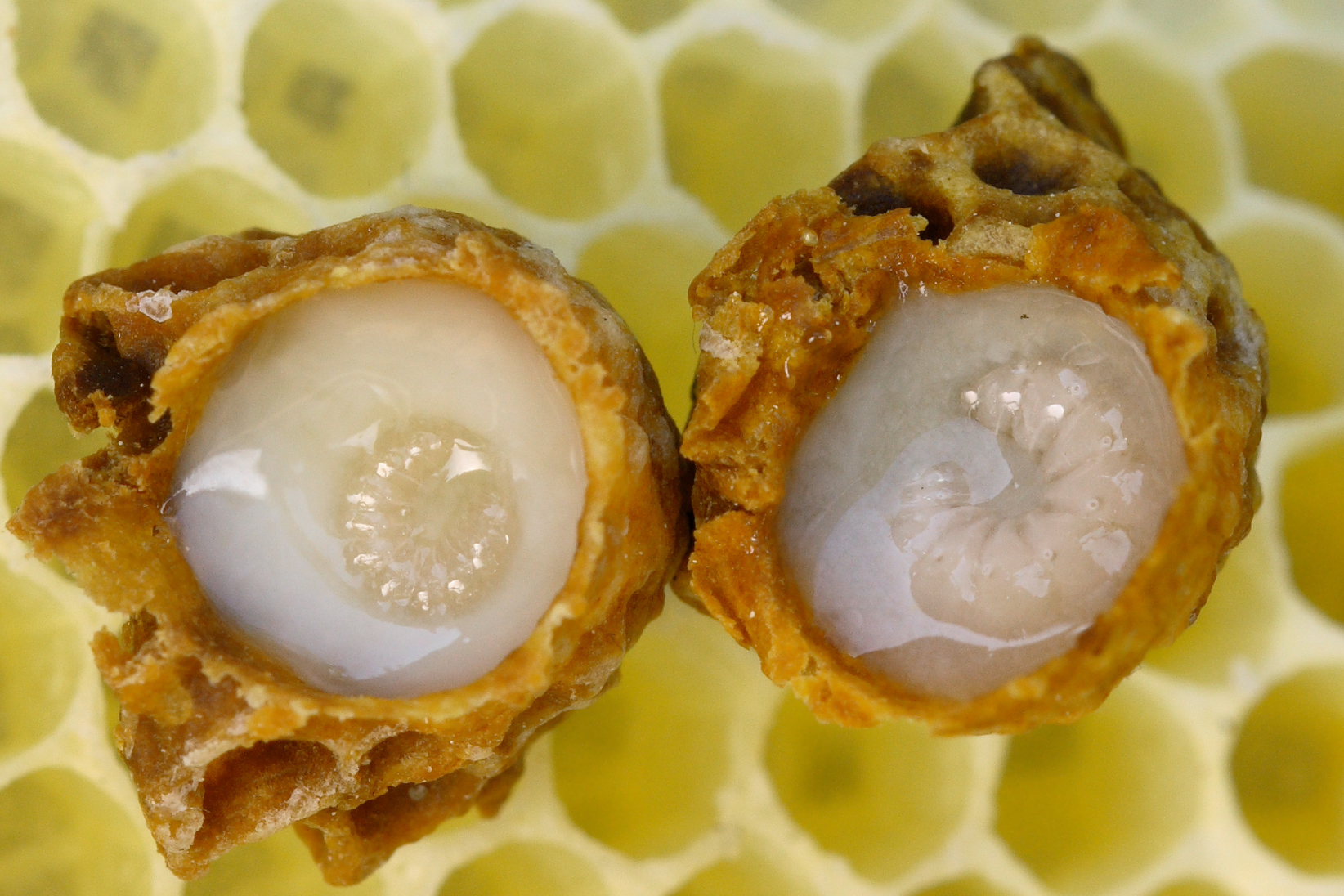 royal jelly