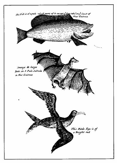 FISH, BAT AND BIRD OF NEW GUINEA