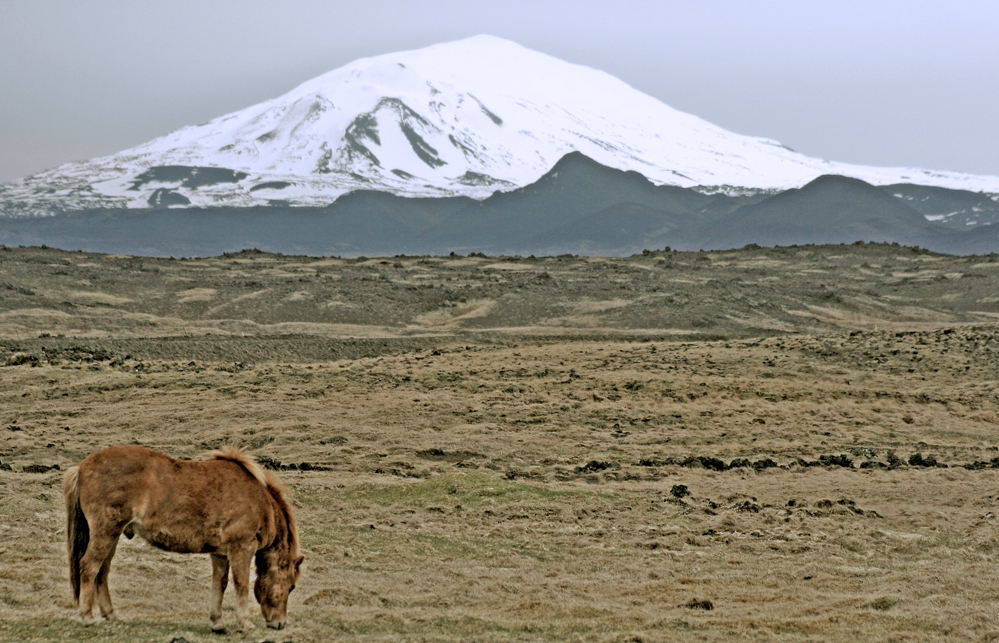 Image:Hekla and horse