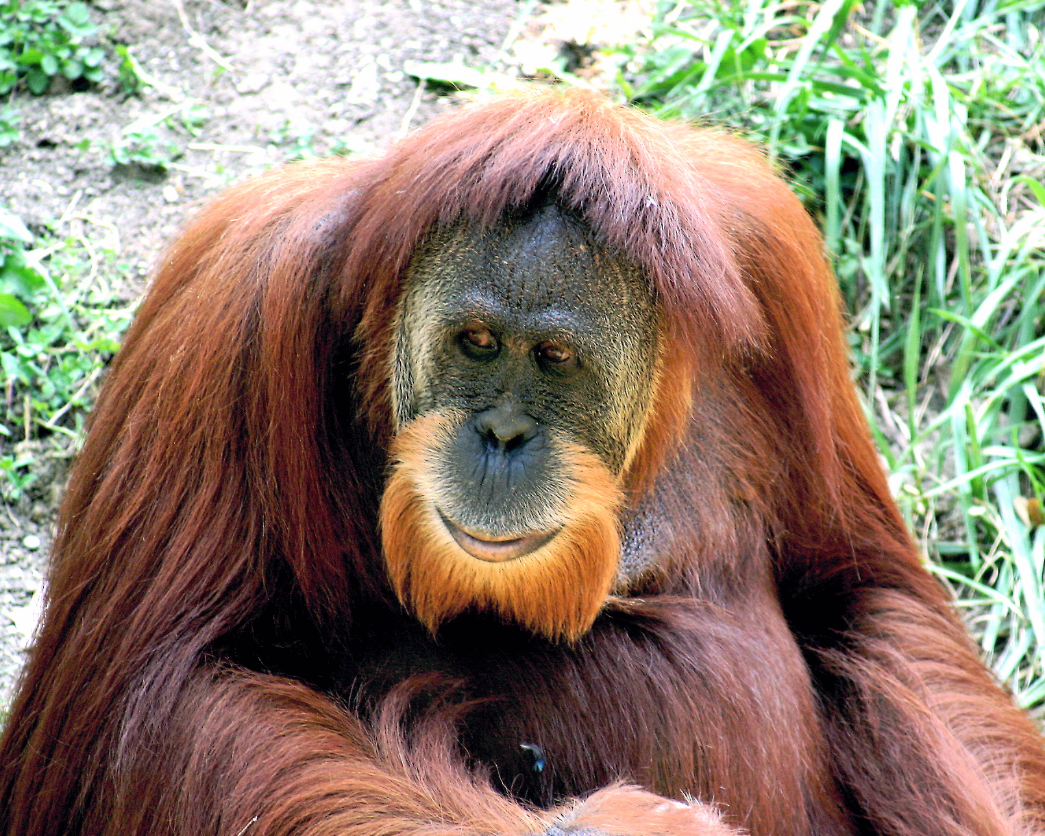 File:Orangutan 01.jpg - Wikipedia