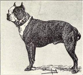 Boston_Terrier_from_1915.JPG