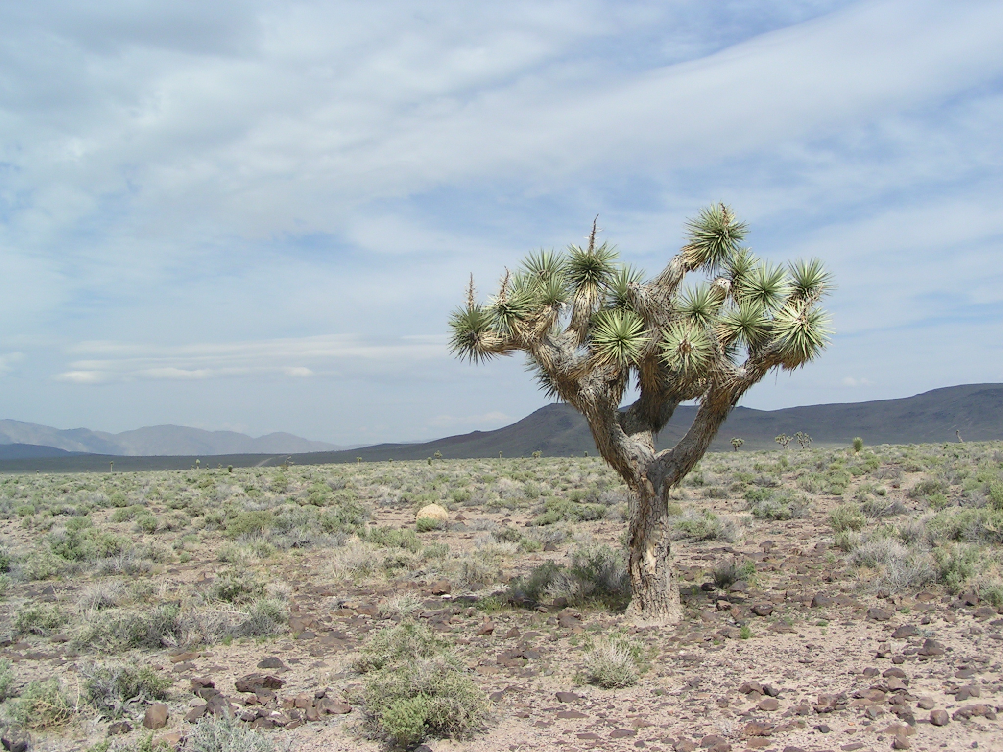 Joshua Tree [1993]