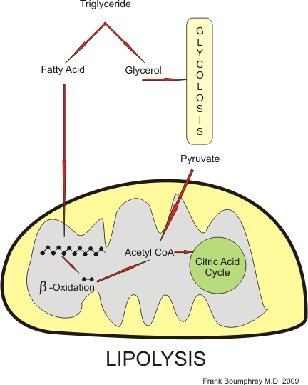 Lypolysis pathway in mitochondria