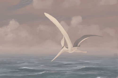 Fil:Pteranodon-sternbergi jconway.jpg