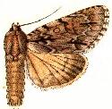 Acronicta taurica