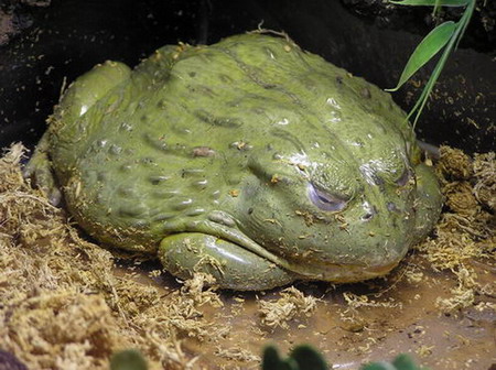 african bullfrog