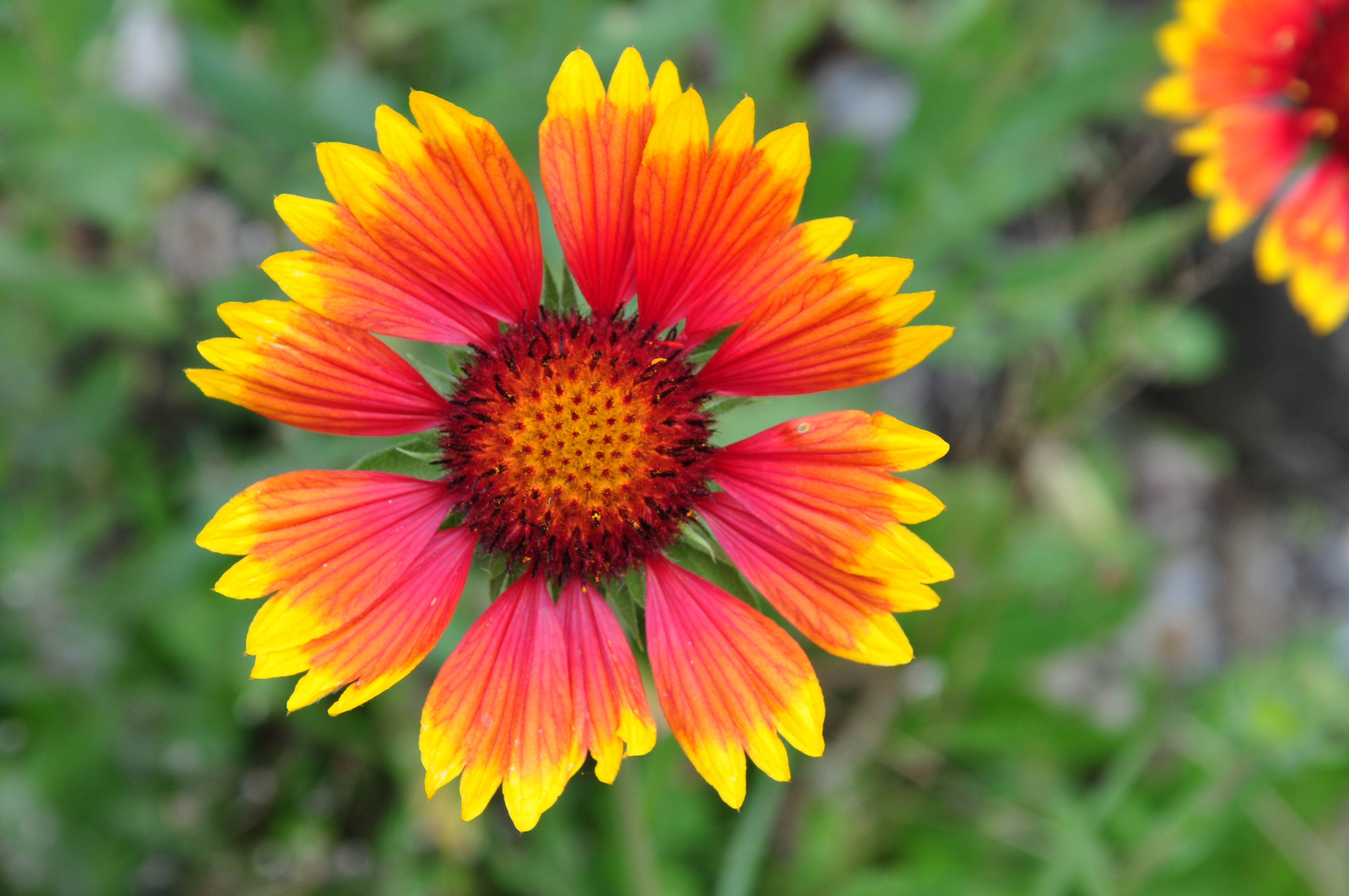 Tagetes Patula