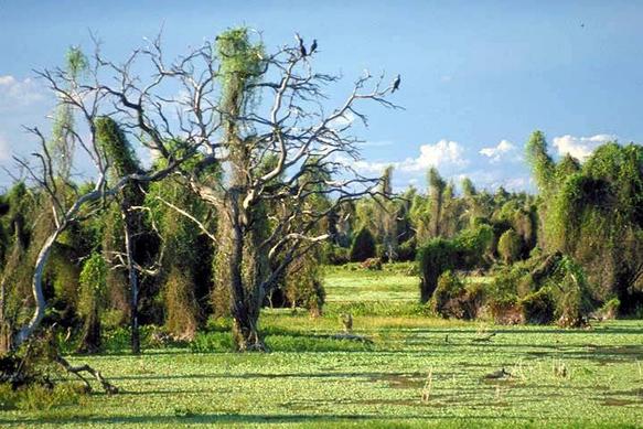 flora of argentina