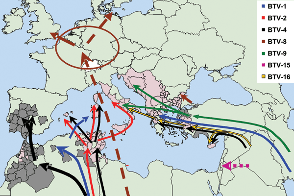 File:Map of molecular epidemiology of bluetongue virus in Europe.gif