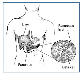 pancreas