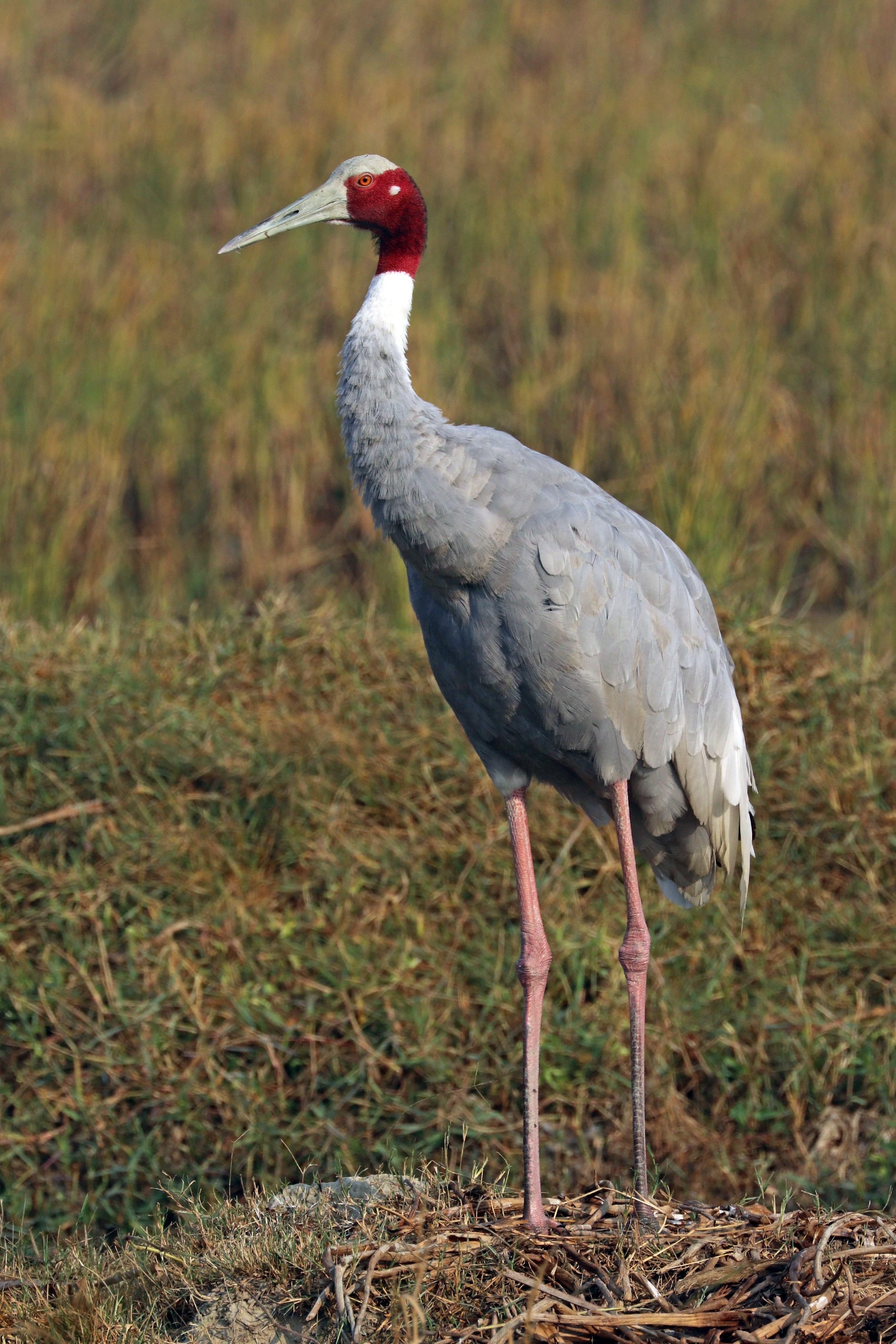 Sarus Crane | Wildlife Institute of India, an Autonomous 
