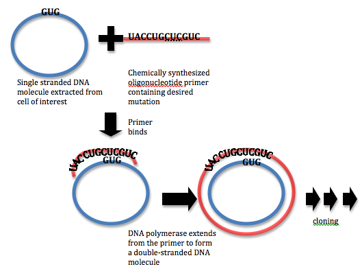 Site Directed Mutagenesis