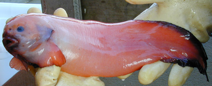 http://upload.wikimedia.org/wikipedia/commons/8/8c/Snailfish.jpg