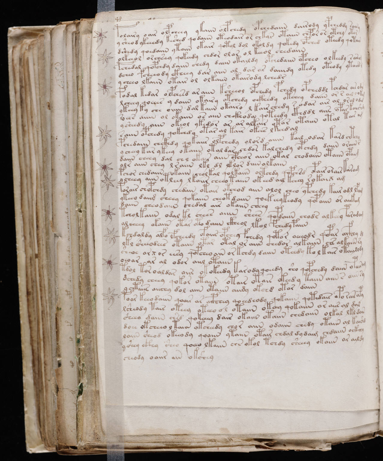 Voynich Manuscript %28188%29 ヴォイニッチ手稿(写本)　どの言語にも属さない謎の文字！