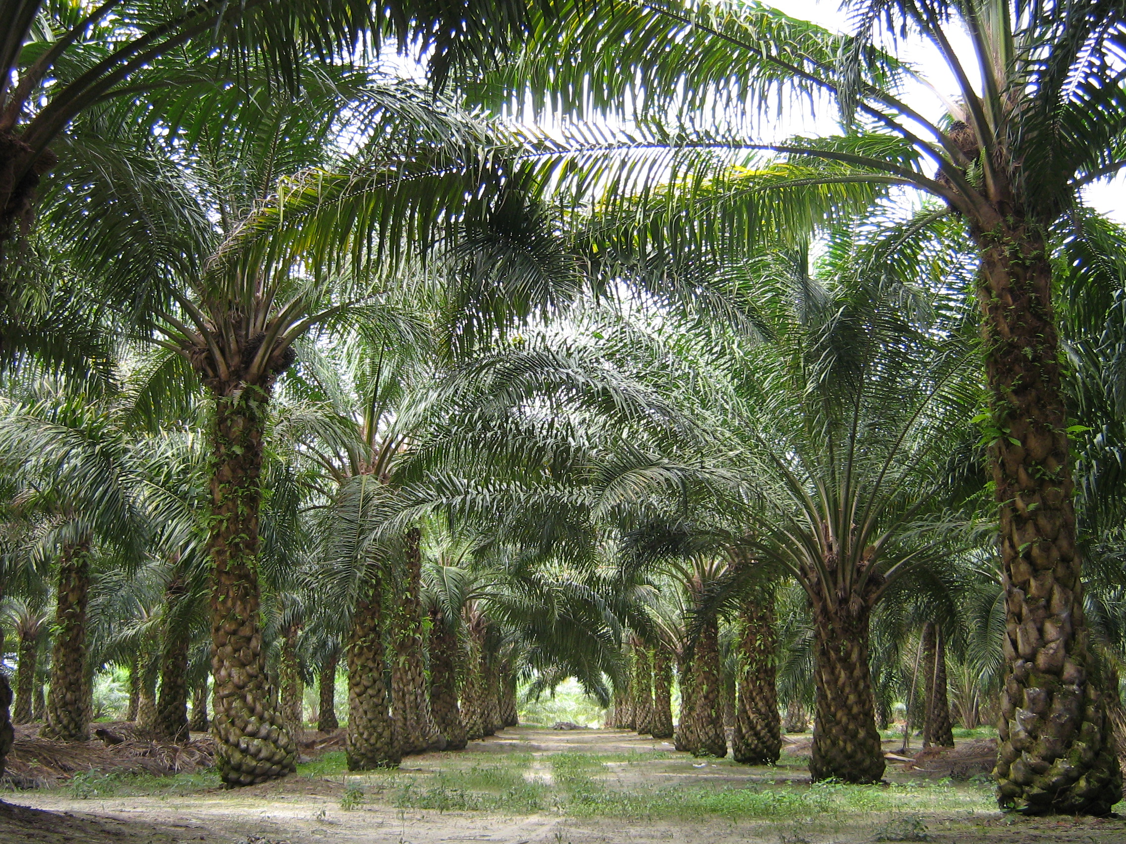 Oilpalm_malaysia.jpg