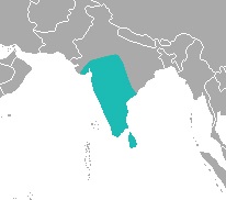 Distribución del gato herrumbroso