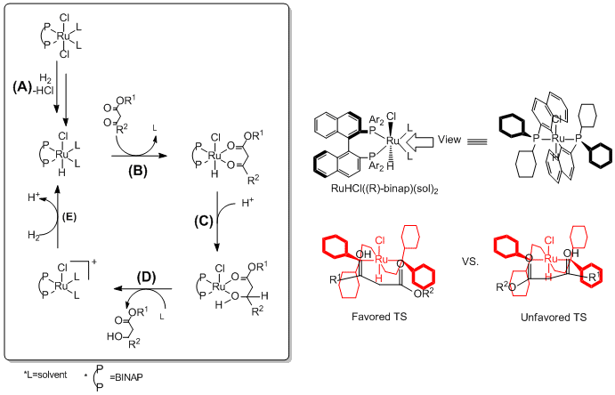 BINAP-Ru catalytic pathway and selectivity