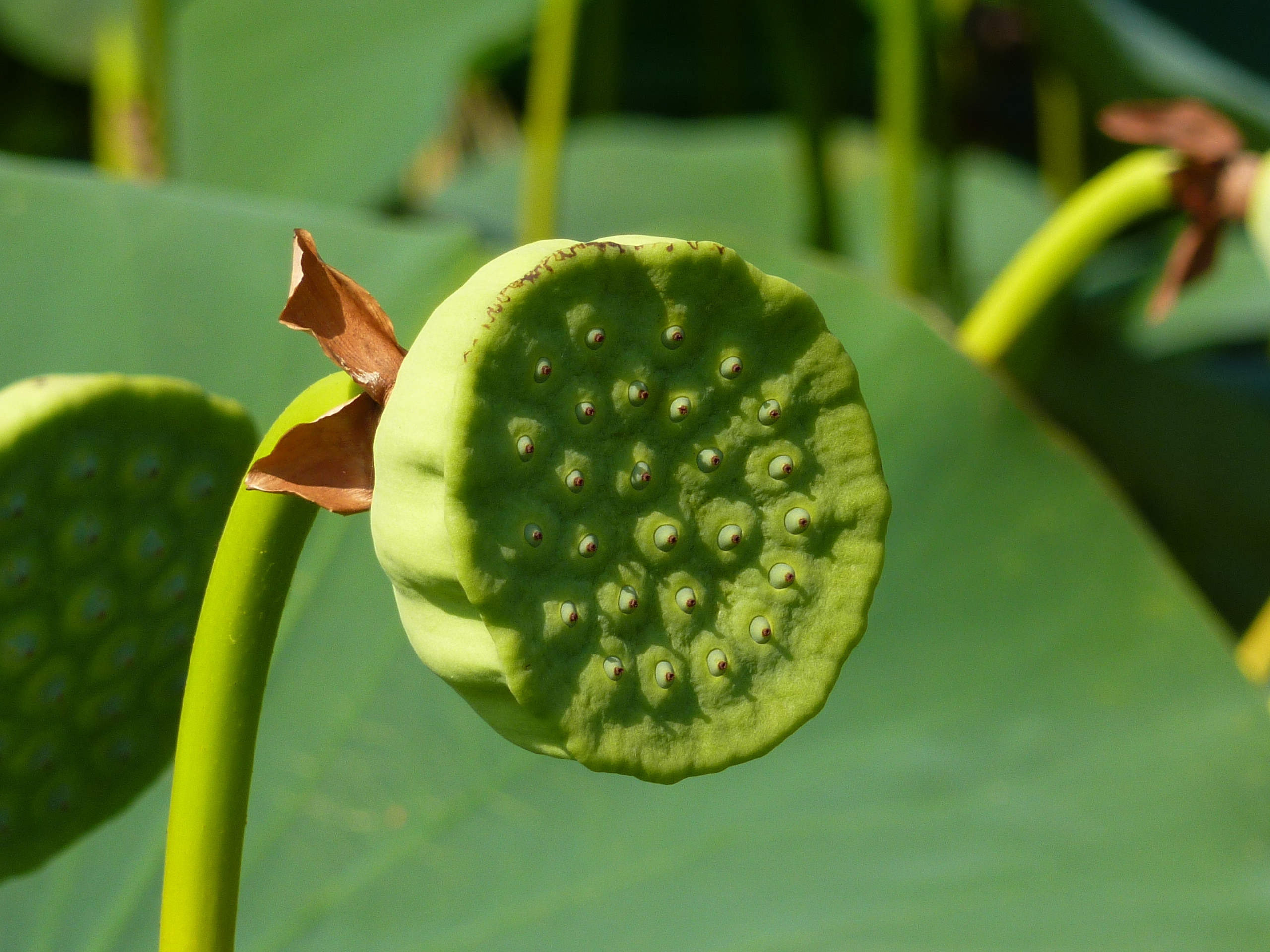 Green Seed Pods