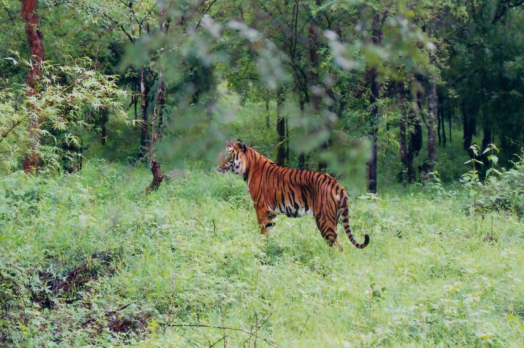 File:Indian Tiger at Bhadra wildlife sanctuary.jpg - Wikipedia, the ...