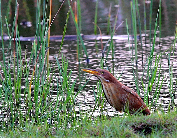 File:Ixobrychus cinnamomeus Jaunpur.JPG - Wikimedia Commons