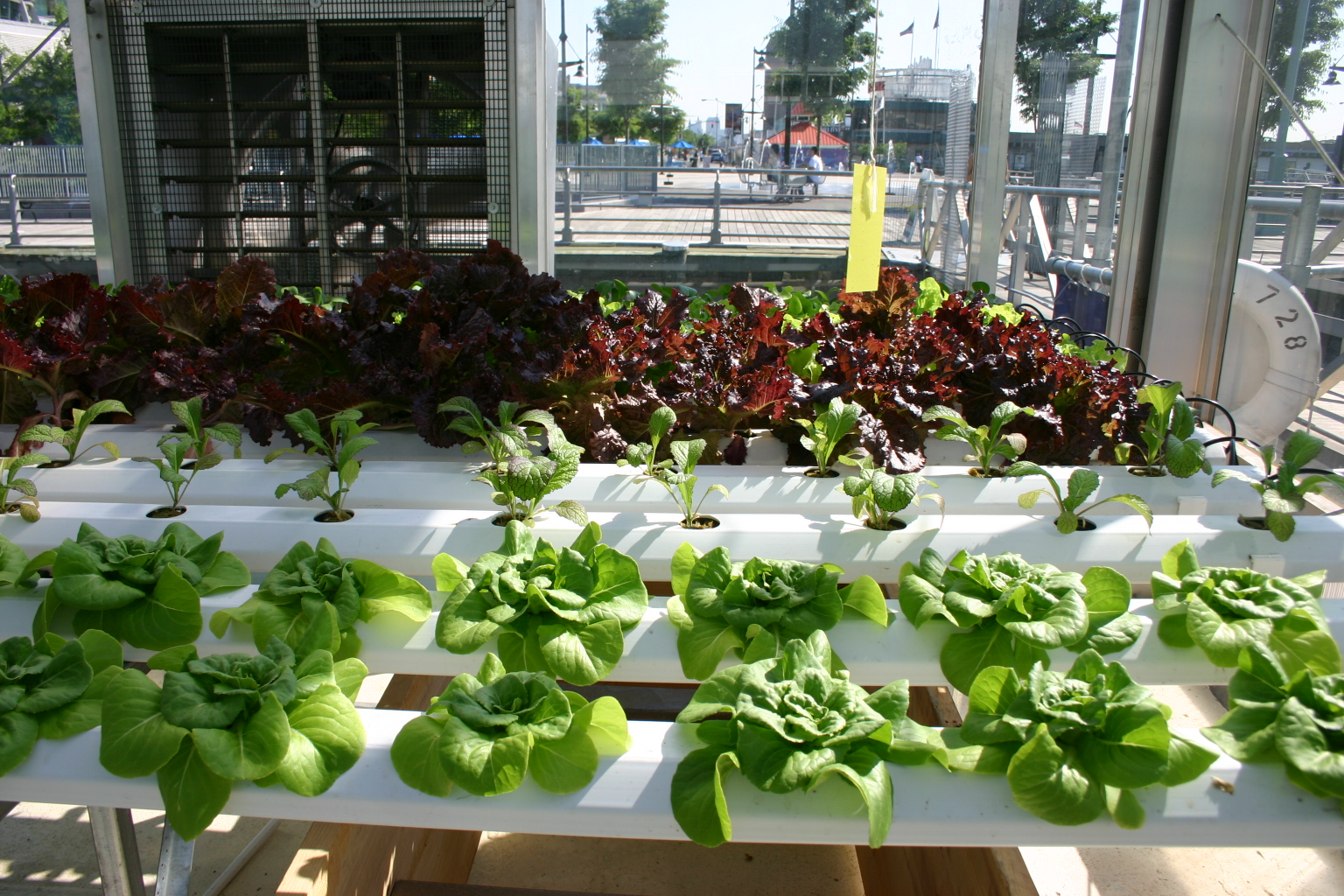 hydroponic gardening with tilapia