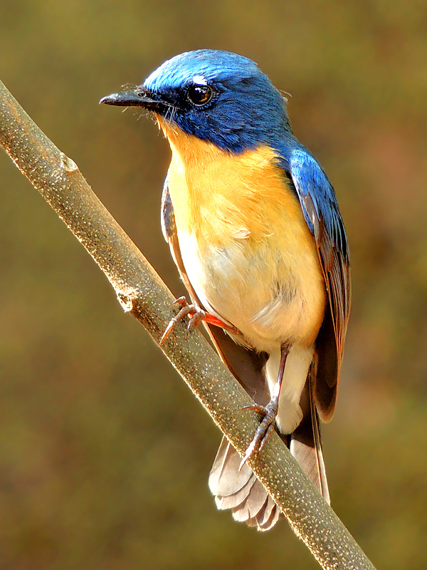 Male Tickell’s Blue-Flycatcher