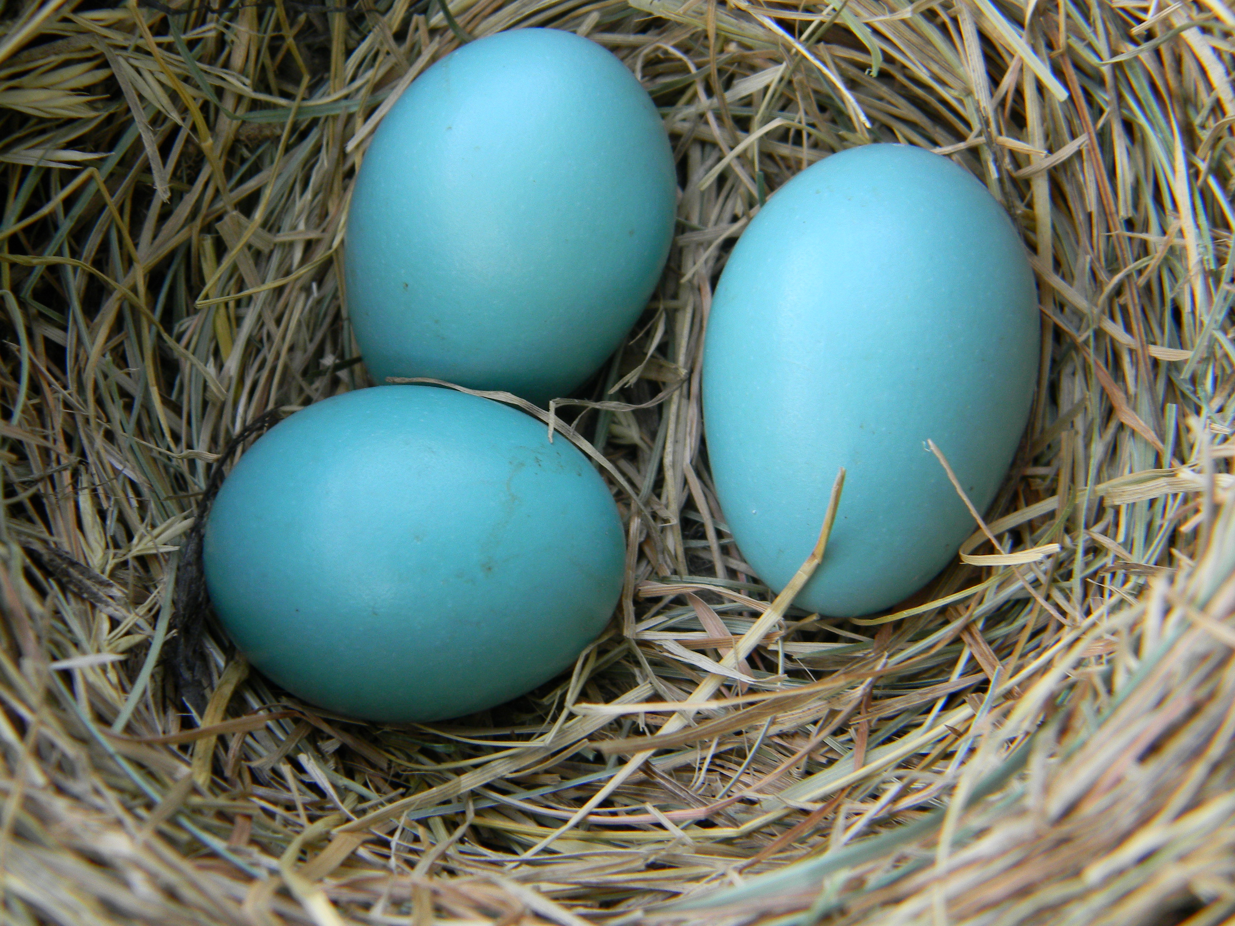 FileAmerican Robin Eggs in Nest.jpg Wikimedia Commons