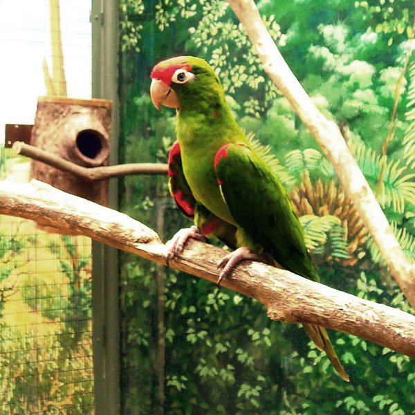 Aratinga_wagleri_-Jurong_BirdPark-4.jpg