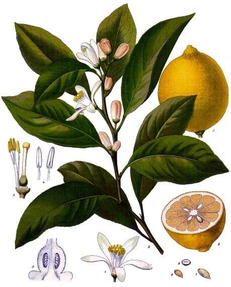 معلومات عن شجرة الليمون Citrus_x_limon_-_Köhler–s_Medizinal-Pflanzen-041
