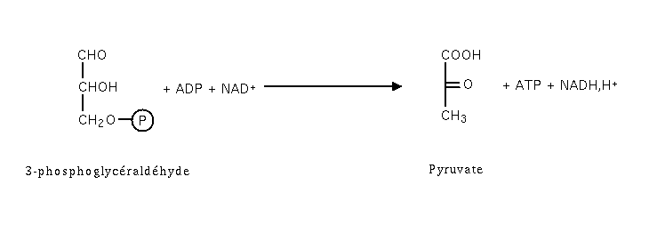 Production de 2 ATP