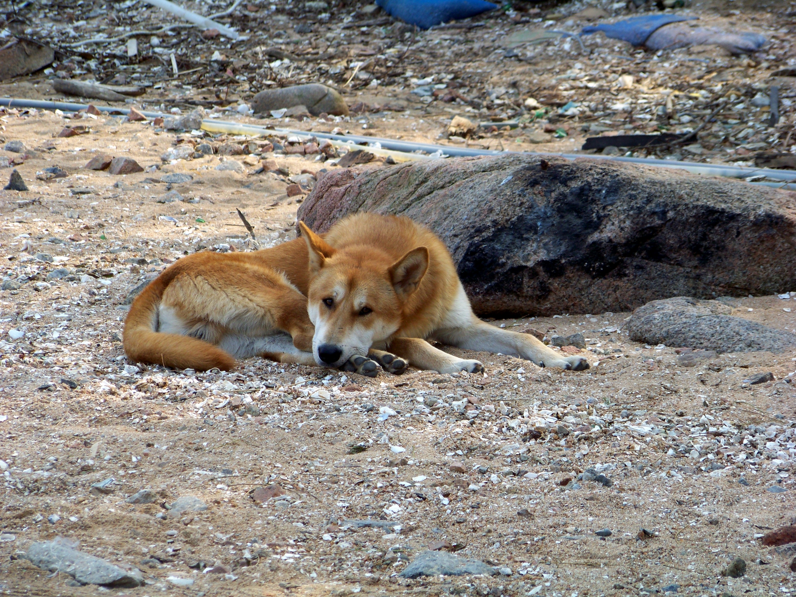 dog jindo