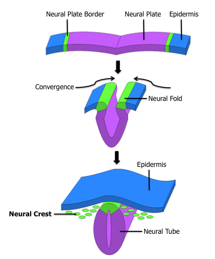 Neural crest