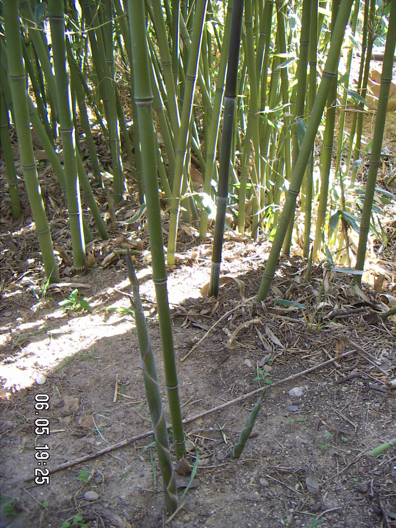 bambus phyllostachys bissetii