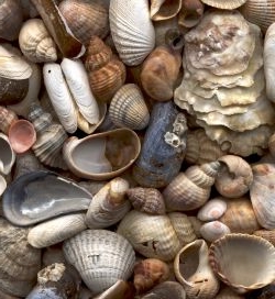 A selection of seashells, hand-picked from the...