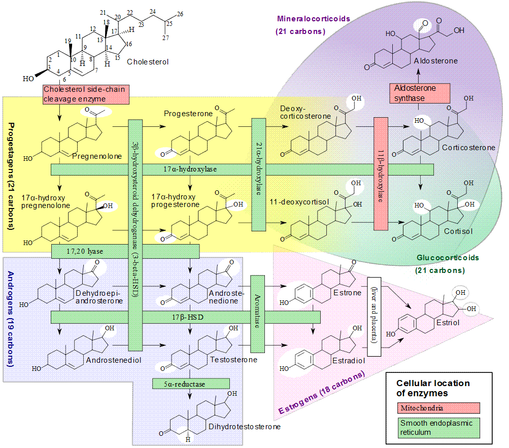 Steroidsynthese