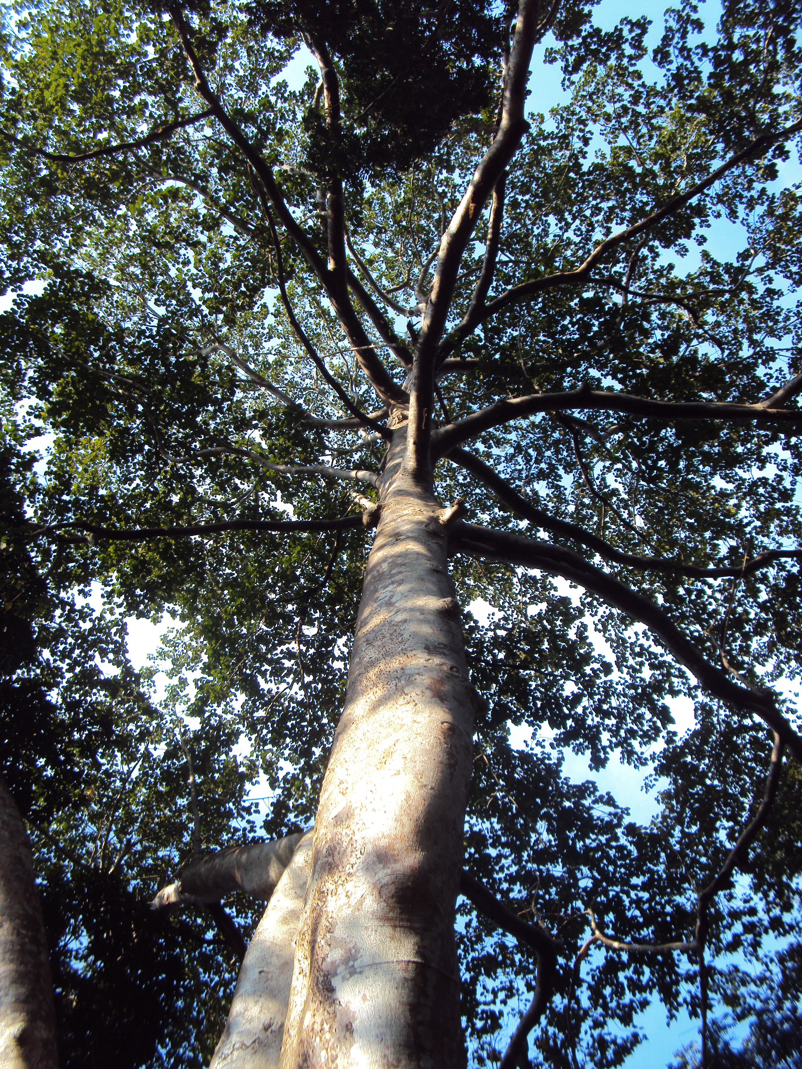 http://upload.wikimedia.org/wikipedia/commons/8/8f/Tetrameles_nudiflora_tree.jpg