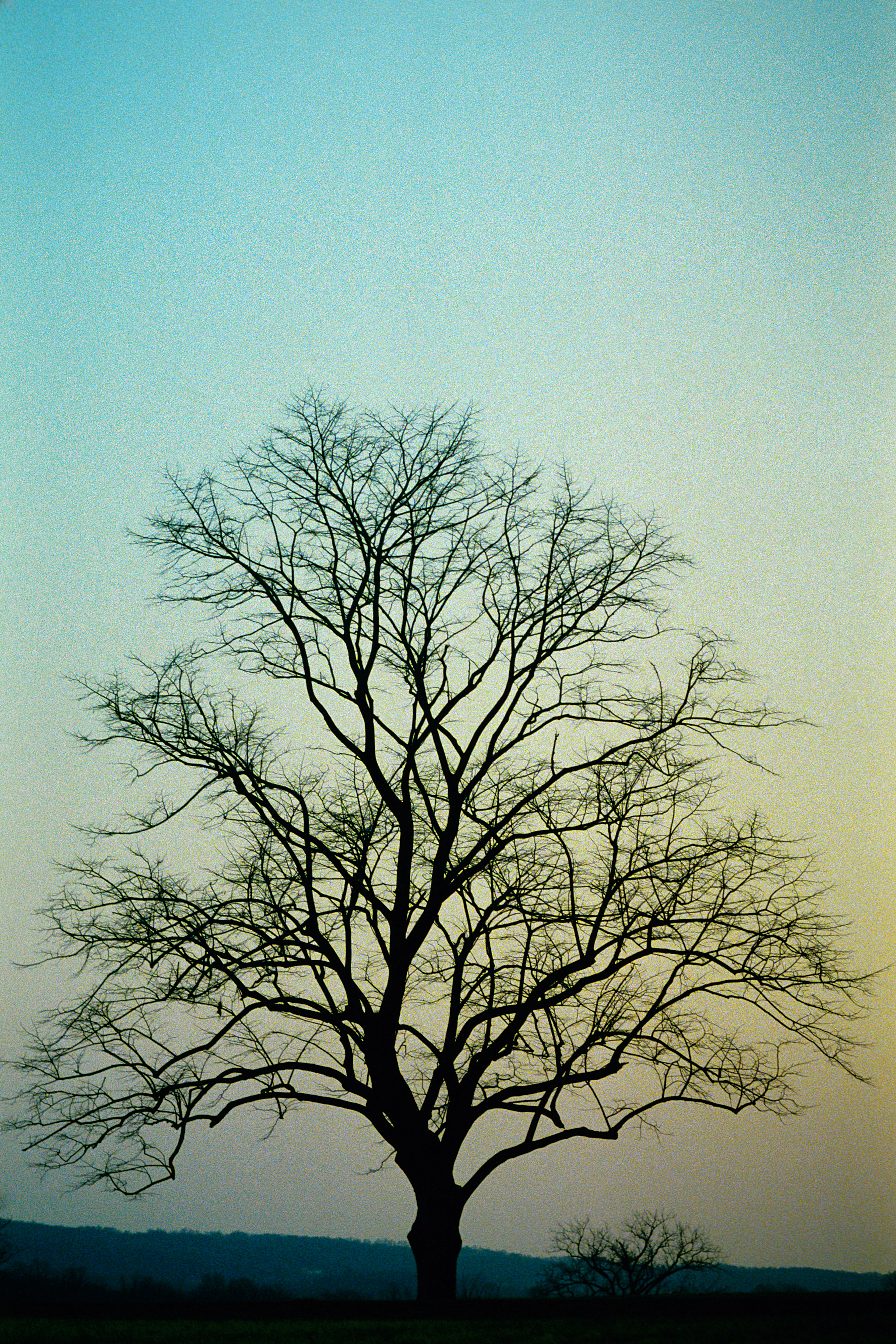 File:Bare Tree Sunset.jpg