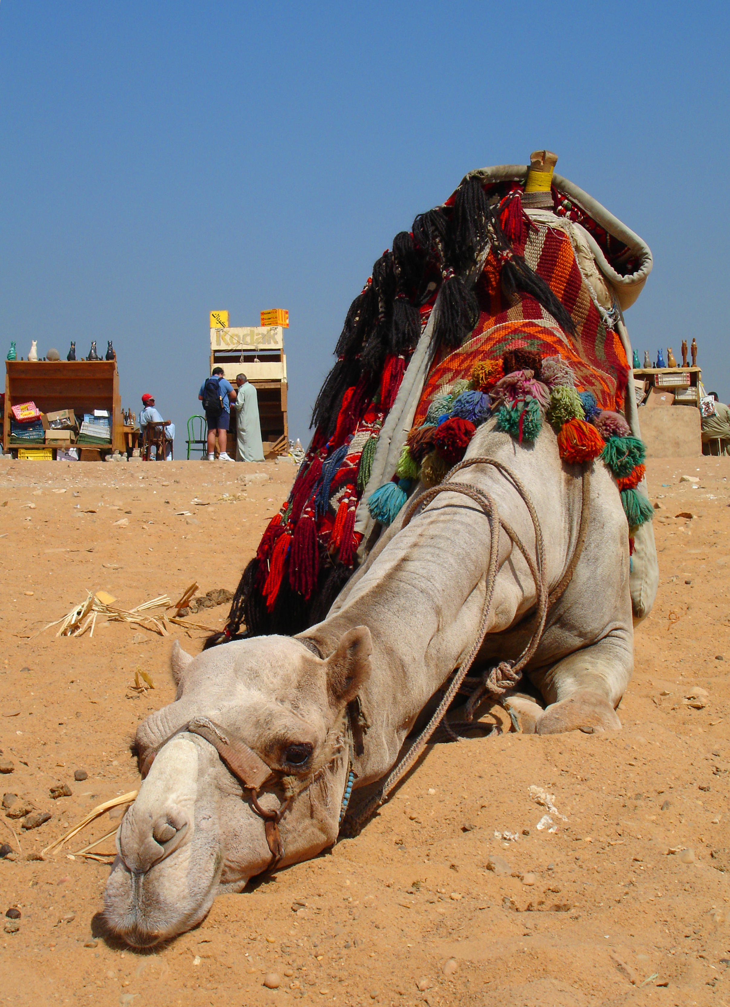 Egypt Camel