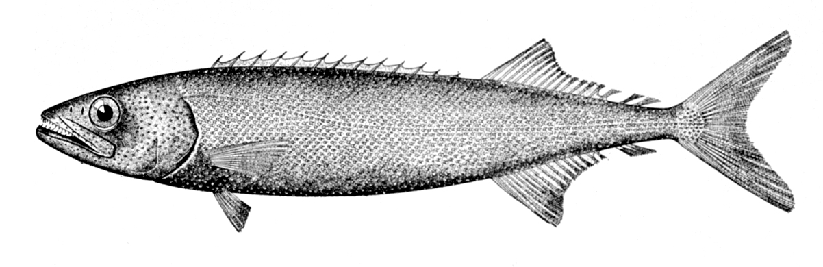 Nesiarchus nasutus.jpg