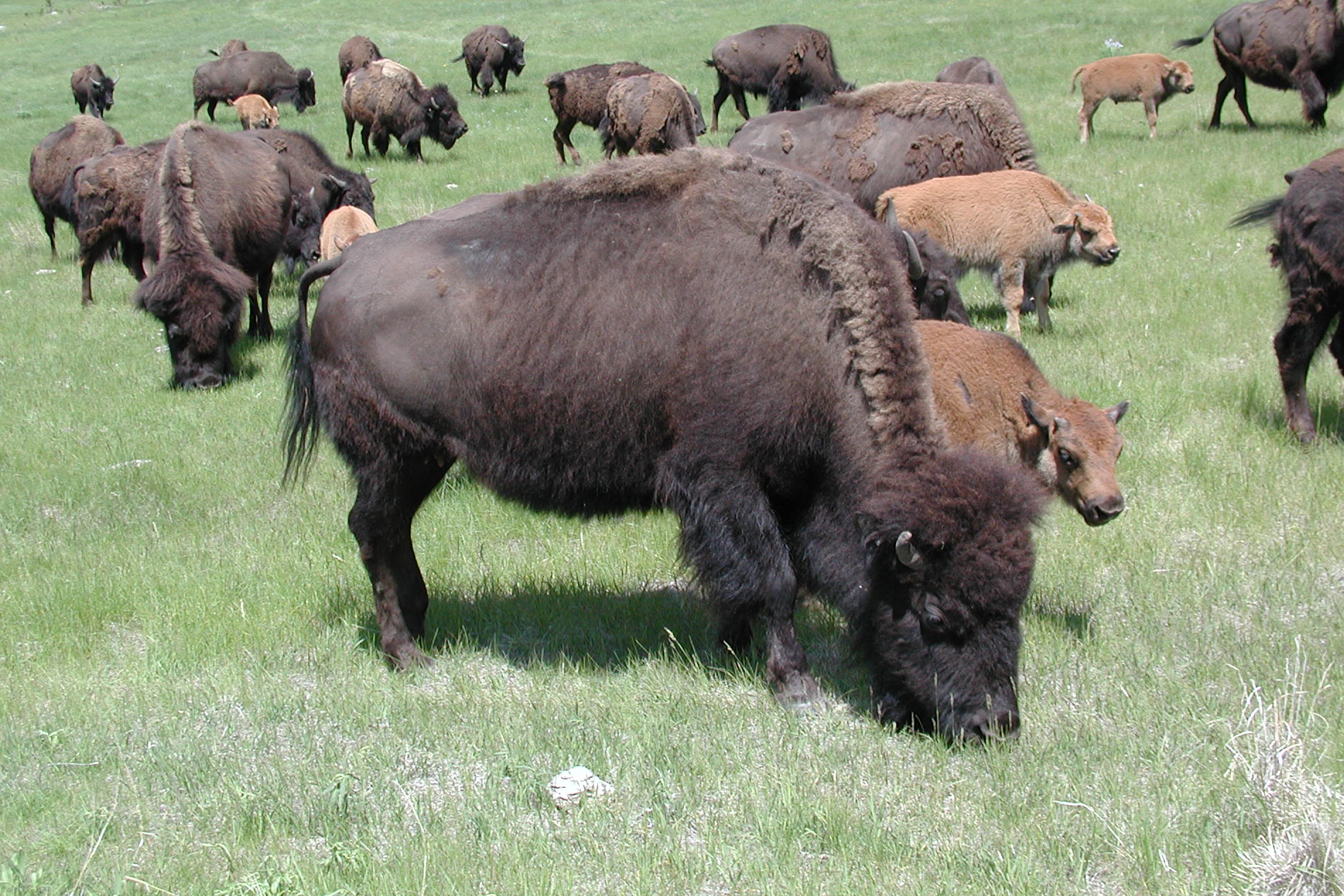 http://upload.wikimedia.org/wikipedia/commons/9/90/Tatanka.jpg