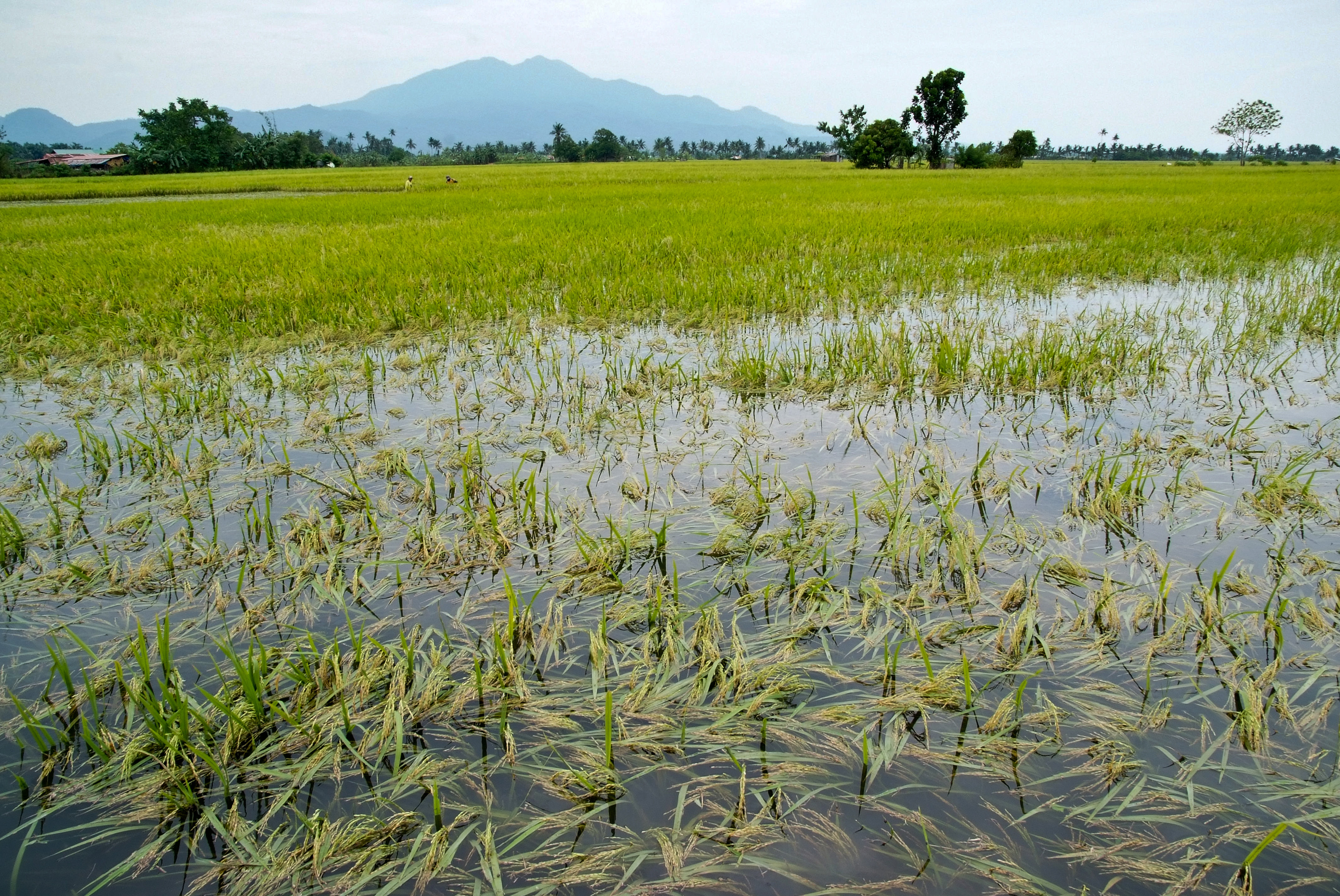 Image result for wet field rice cultivation