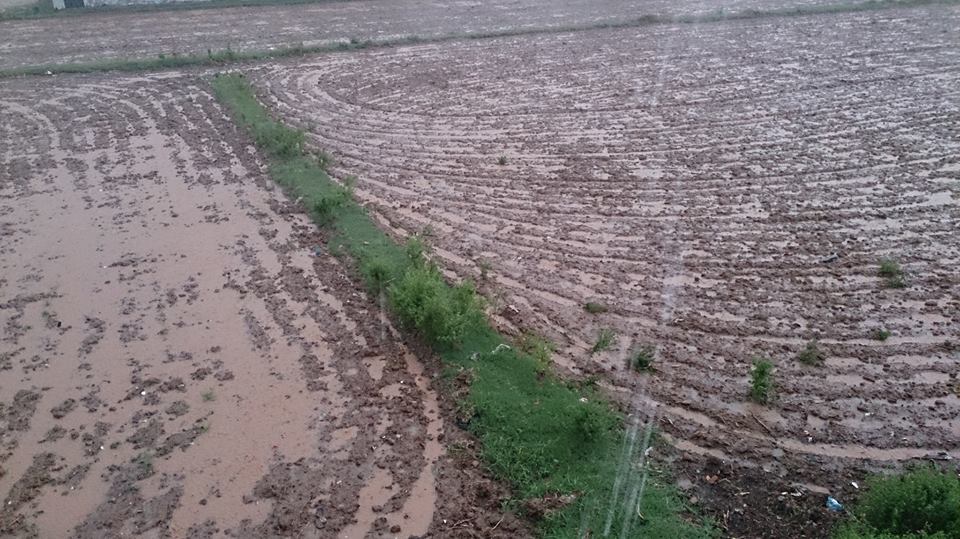 A field after rain Mohra Bakhtan