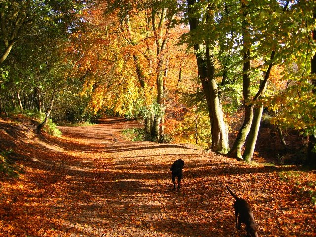 [Image: Autumn_Colour,_Delamere_Forest_-_geograp..._73478.jpg]