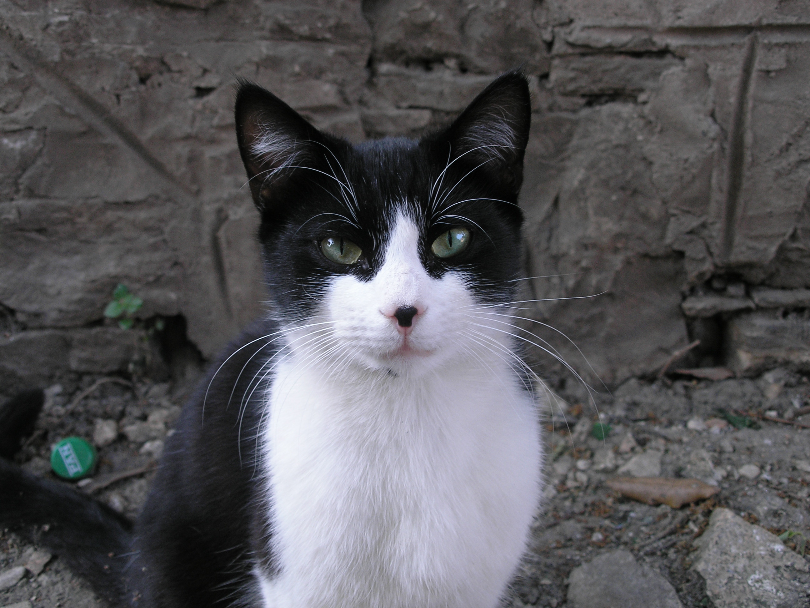 File:Black and white cat.JPG