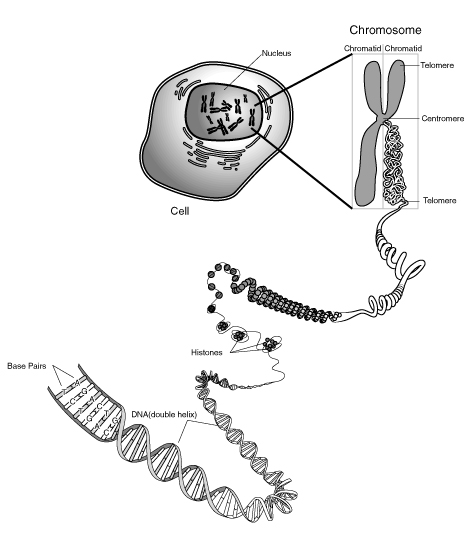 Schéma spiralizace chromozomu