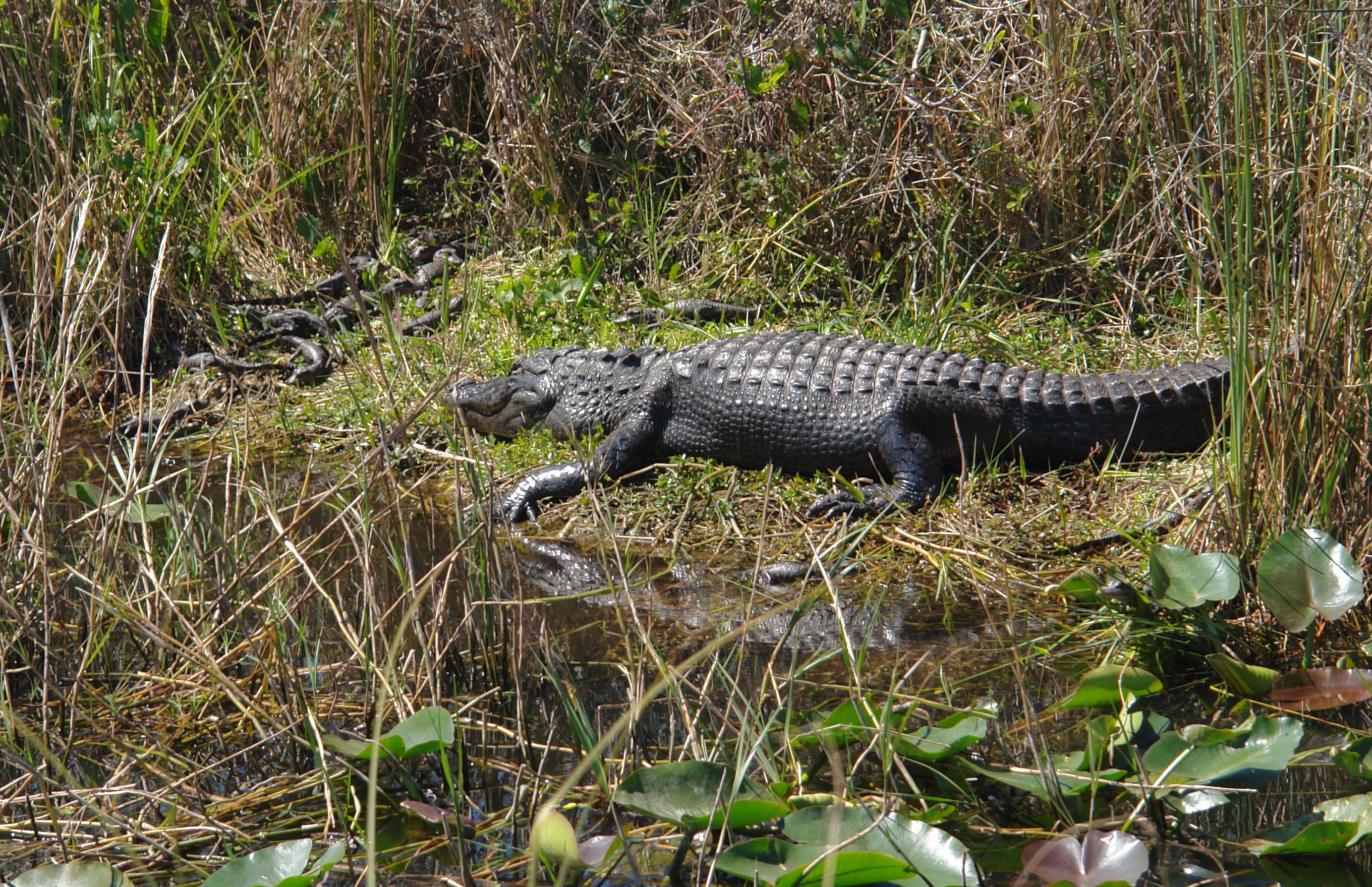 Datei:Everglades Alligator-babies.jpg – Wikipedia