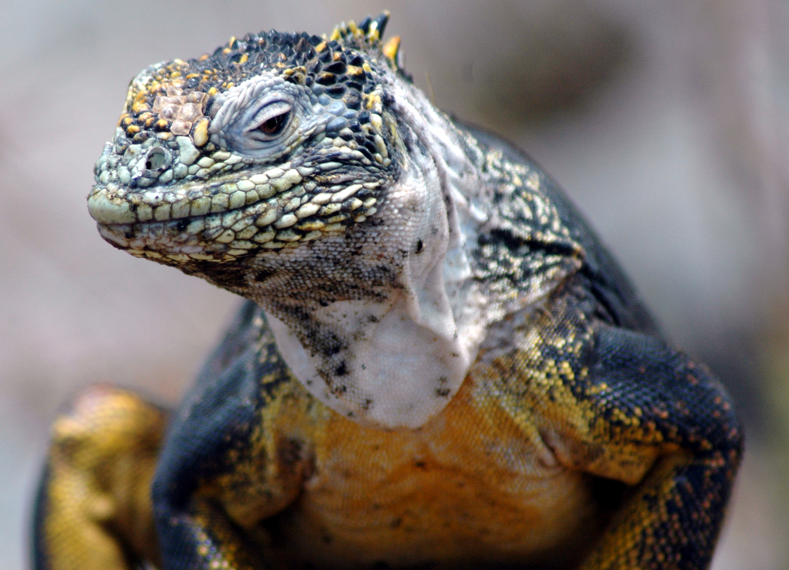 Iguana Galapagos