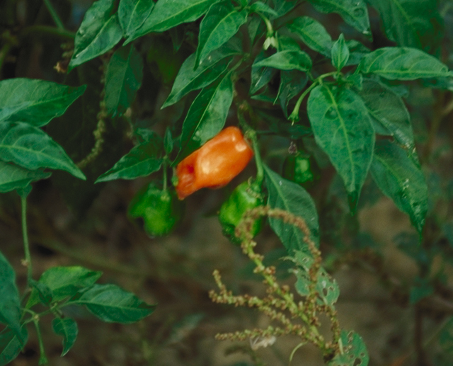 pepper habanero